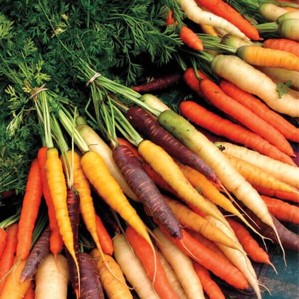 Carrot Seeds - West Coast Seeds